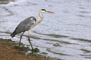 Estero Ecological Reserve