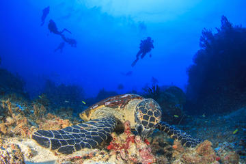 Cozumel Reefs National Marine Park