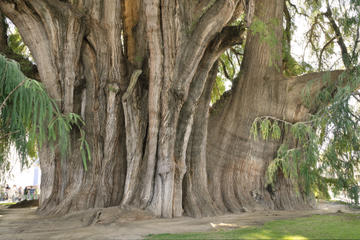 Arbol de Tule