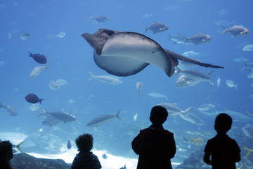 Cancun Interactive Aquarium