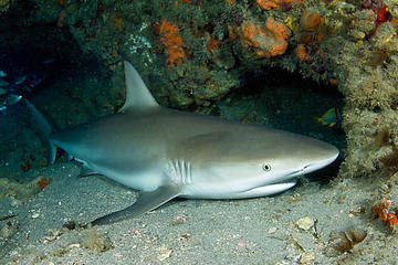 Cave of the Sleeping Sharks