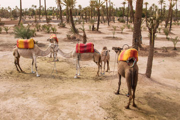 La Palmeraie (Palm Grove)