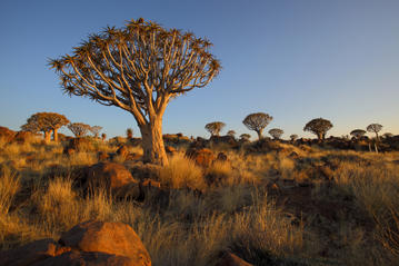 Quiver Tree Forest