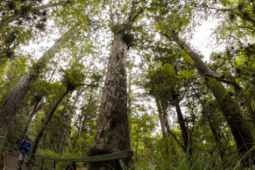 Puketi Rainforest