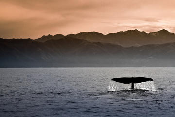 Kaikoura