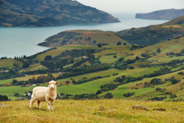 Banks Peninsula