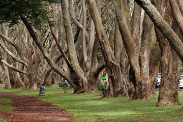 Cornwall Park