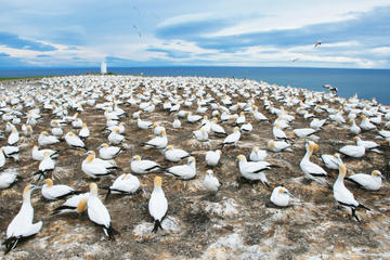 Hawke's Bay