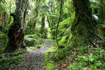 Hollyford Track