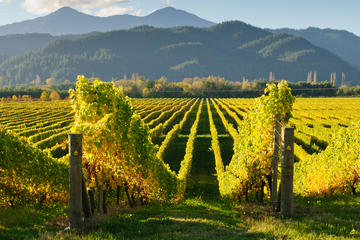 Marlborough Vineyards