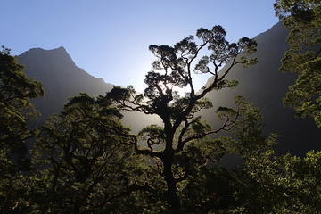 Milford Track