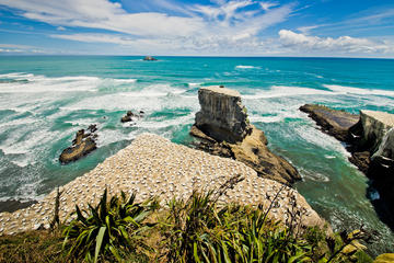 Muriwai Beach