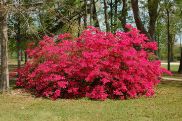 Waipahihi Botanical Gardens