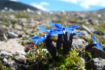 Arctic-Alpine Botanic Garden (Botaniske Hage)