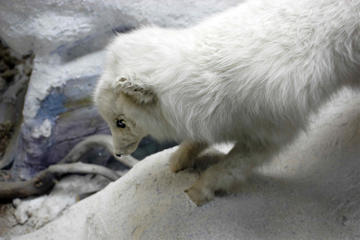 Polar Museum (Polarmuseet)