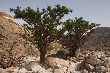 Land of Frankincense