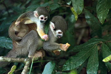 Peruvian Amazon