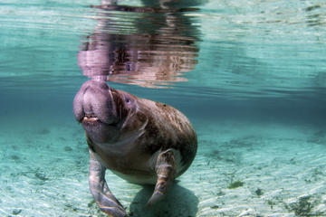 Manatee Rescue Center