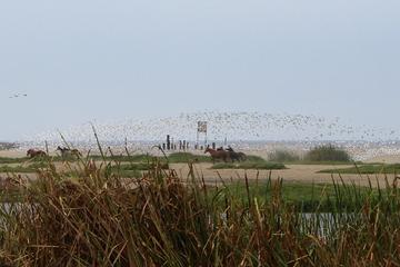 Pantanos de Villa Wildlife Refuge