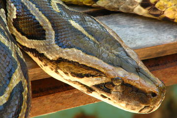 Manila Zoological and Botanical Garden