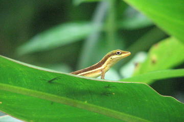 El Yunque Rainforest