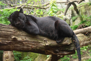 Edinburgh Zoo