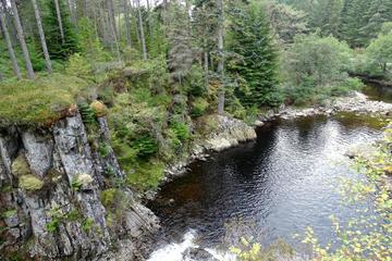 Strathmashie Forest