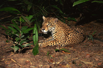 Singapore Night Safari