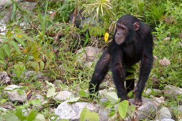 Chimp Eden: The Jane Goodall Institute