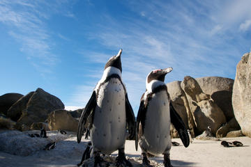 Boulders Beach