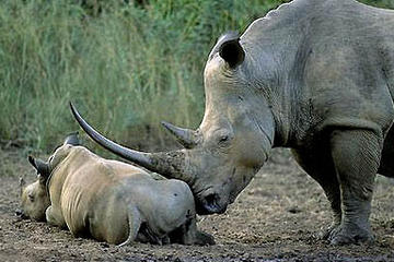 Hluhluwe Game Reserve