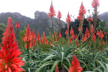 Kirstenbosch National Botanical Gardens