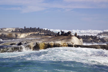 Duiker Island