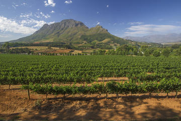 Stellenbosch