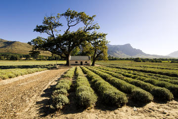 Franschhoek