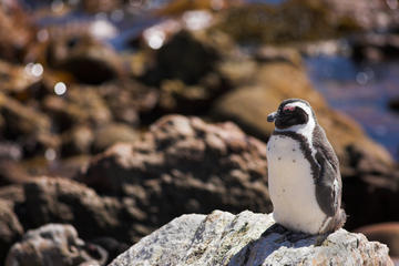 Stoney Point Penguin Colony