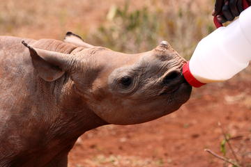 Moholoholo Wildlife Rehabilitation Center