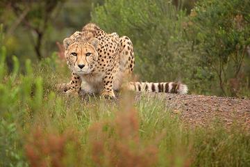 Tenikwa Wildlife Awareness Centre