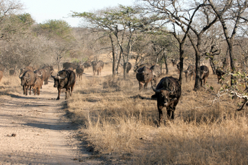 Thornybush Game Reserve