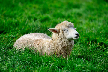 Daegwallyeong Sheep Farm