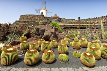 Cactus Gardens (Jardin de Cactus)