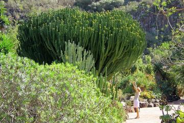 Jardin Botanico Canario Viera y Clavijo