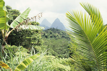 St Lucia Rainforest