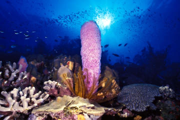 Anse Chastanet Beach and Reef