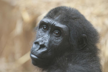 Zurich Zoo (Zoologischer Garten)