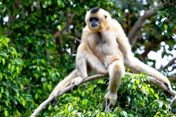 Gibbon Rehabilitation Center