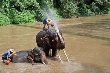 Chiang Dao Elephant Camp