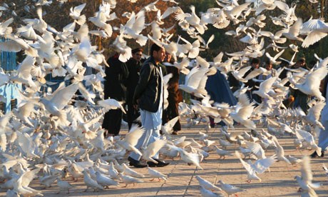 Afghanistan pigeons (Charlie Walker)