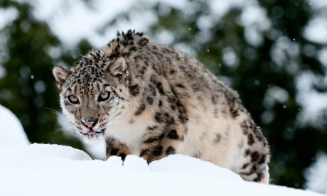 Snow leopard (dreamstime)