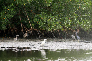 Caroni Bird Sanctuary